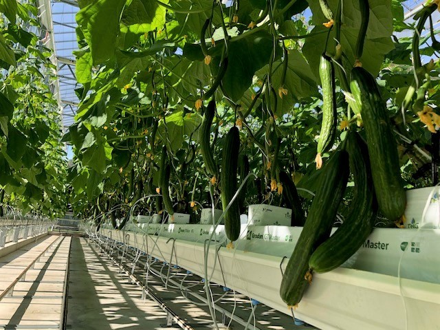 https://www.futurefoodsystems.com.au/wp-content/uploads/2023/05/Trial-crop-growing-in-the-state-of-the-art-WSU-greenhouse.-Credit-Western-Sydney-University.jpg