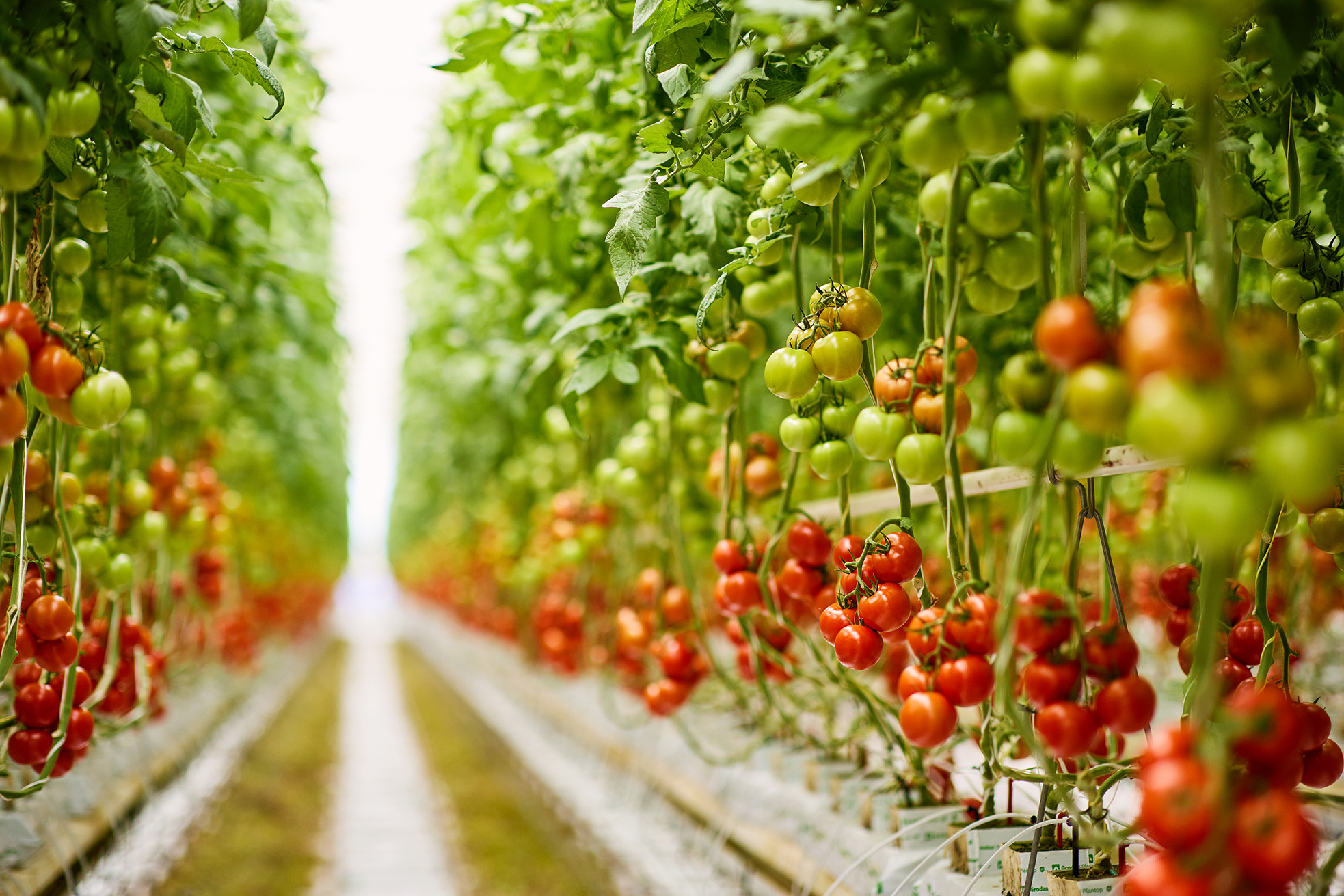 Managing CO<sub>2</sub> levels in controlled environment cropping systems to optimise yield