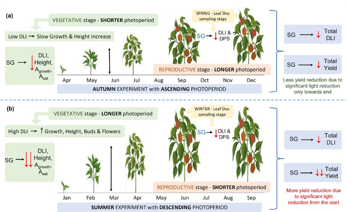 An energy-saving glasshouse film reduces seasonal, and cultivar dependent Capsicum yield due to light limited photosynthesis