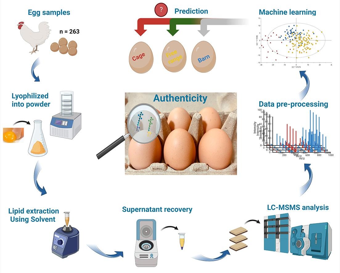 Targeted lipidomics coupled with machine learning for authenticating the provenance of chicken eggs