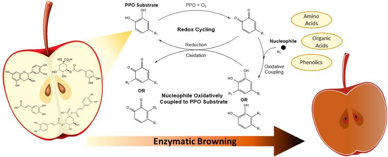 Enzymatic browning: The role of substrates in polyphenol oxidase mediated browning