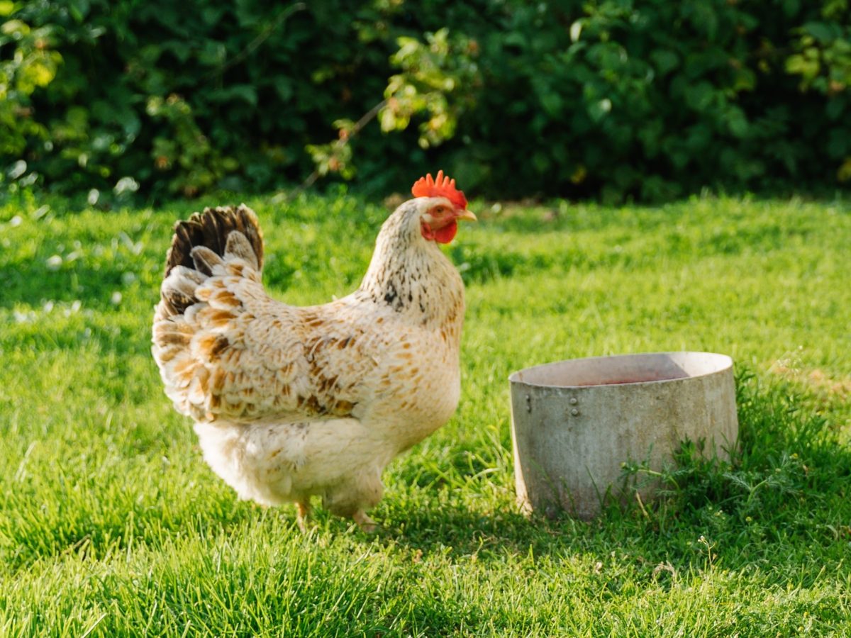 https://www.futurefoodsystems.com.au/wp-content/uploads/2023/07/Chicken-feeding-on-an-Australian-free-range-egg-farm.-Credit-Shutterstock_1465206674_CROP-1200x900.jpg