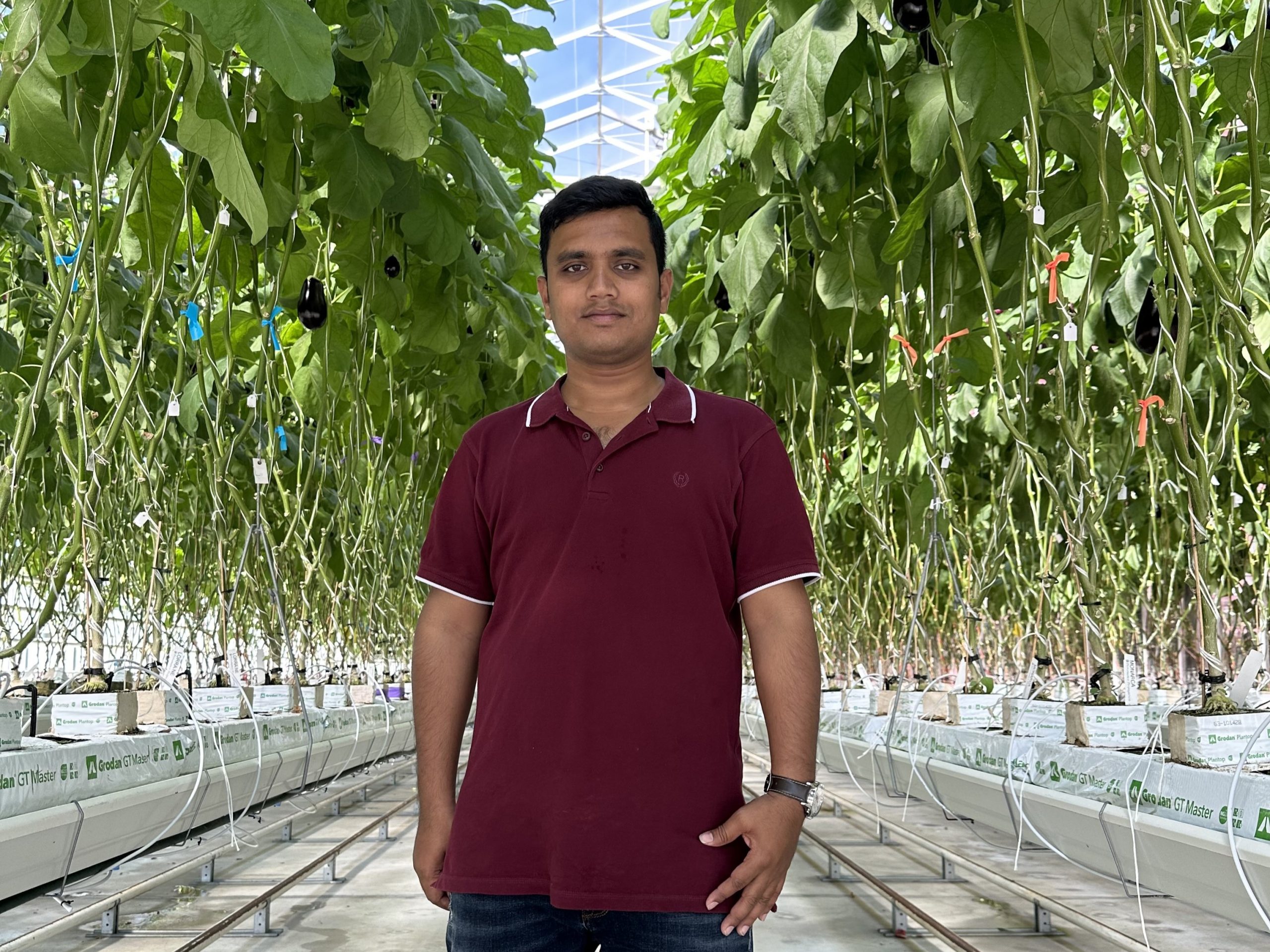 FFS PhD student Mazadul Islam is working with experts in two nations to find more sustainable ways to fertigate indoor vegetable crops.