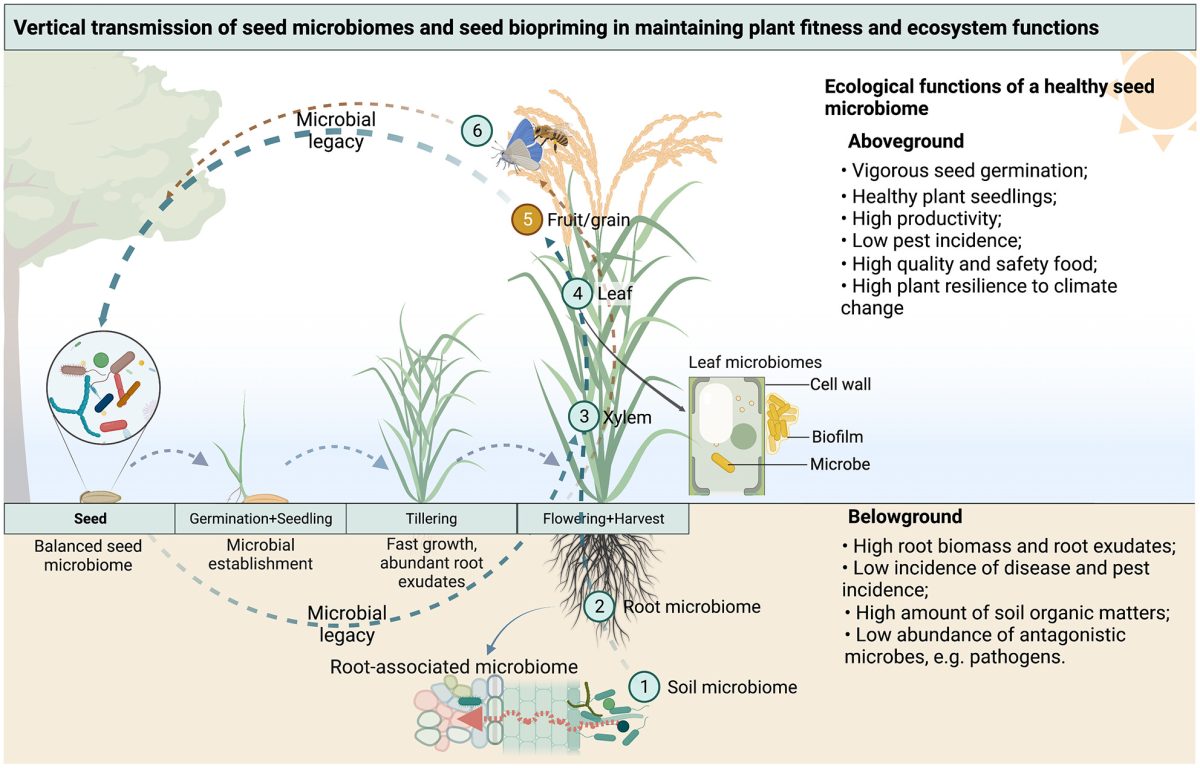 Seed biopriming for sustainable agriculture and ecosystem restoration
