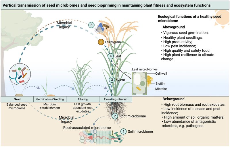 Seed biopriming for sustainable agriculture and ecosystem restoration