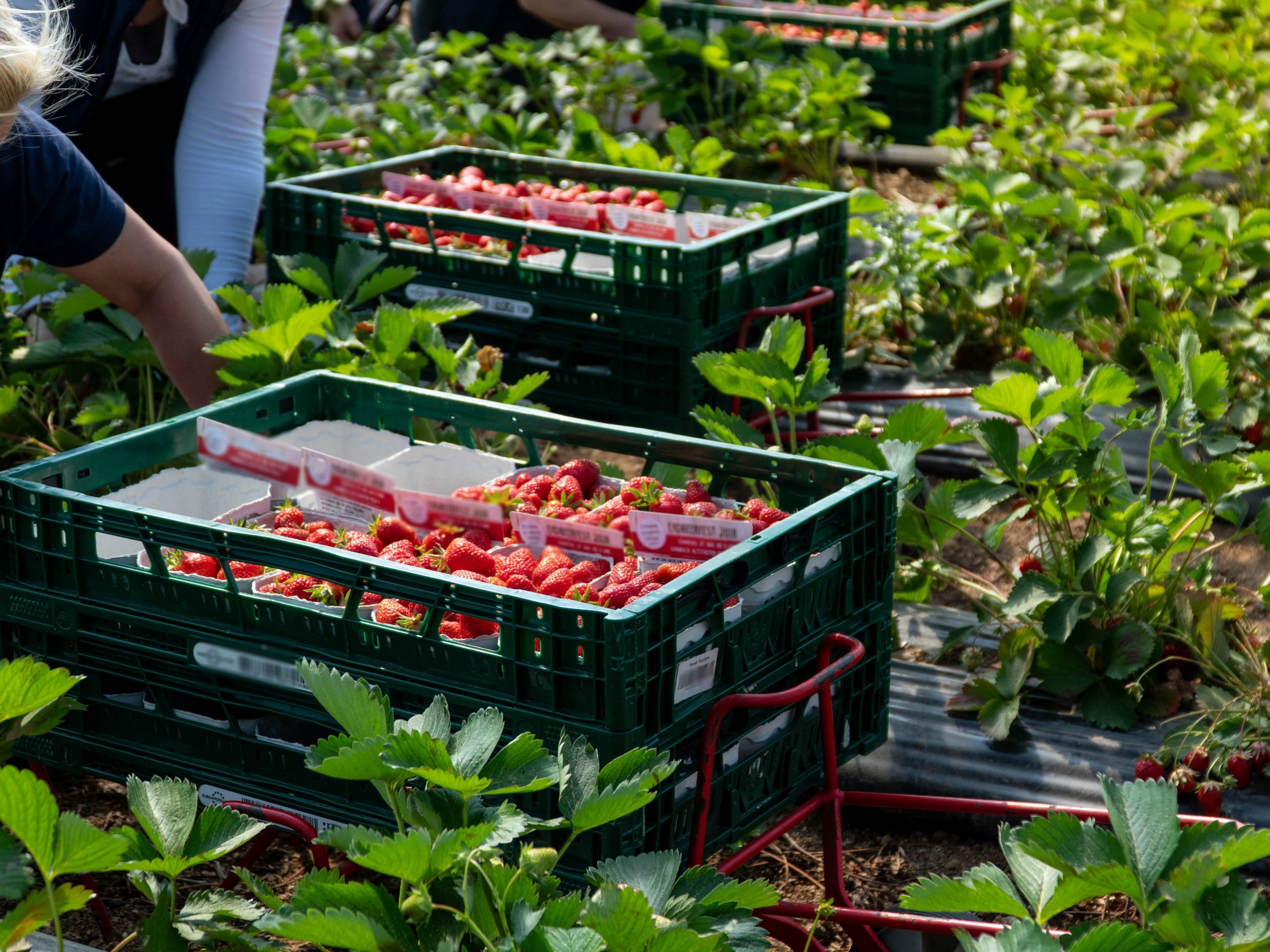 Hort Innovation consulted berry growers Australia-wide to identify viable, cost-effective technology to address one of the sector’s greatest challenges: harvesting labour.