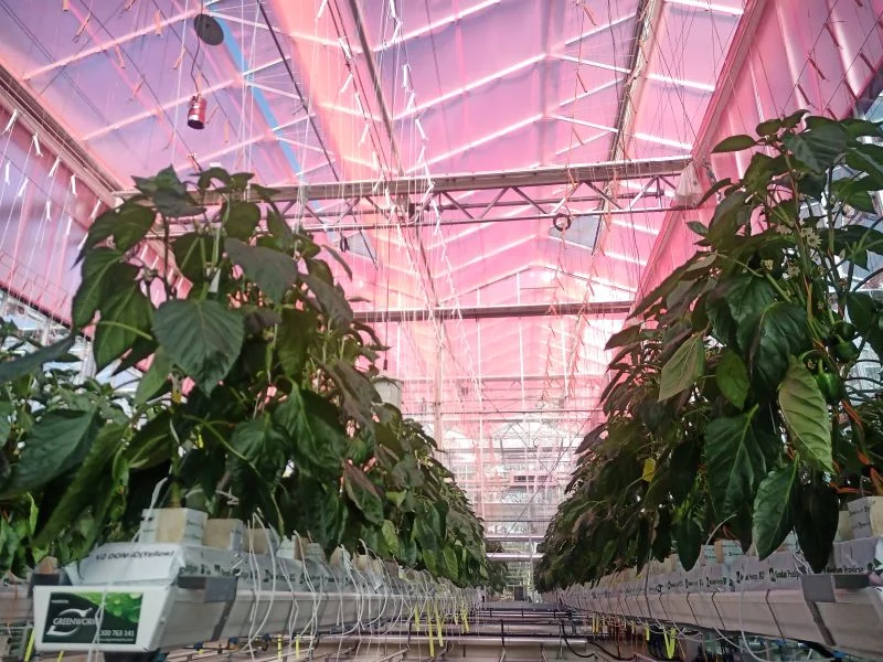 Sydney-based SME LLEAF has secured a global distributor for its innovative light-spectra-shifting agricultural film, shown to boost crop yields by up to 20%.