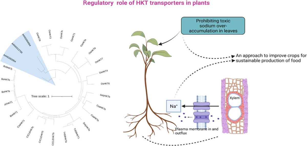 Potassium transport and use efficiency for sustainable fertigation in protected cropping