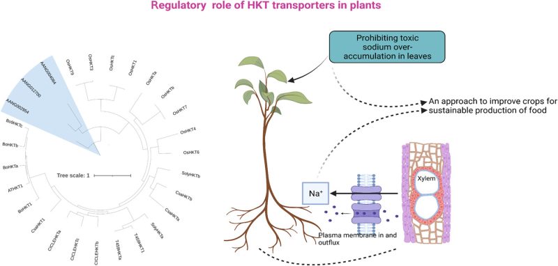 Potassium transport and use efficiency for sustainable fertigation in protected cropping