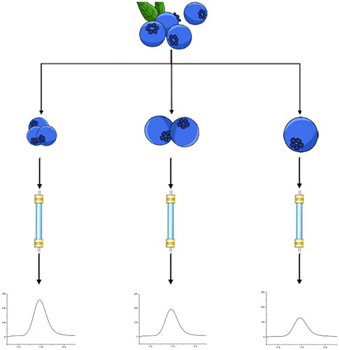 Exploring the relationship between blueberry size and antioxidant content