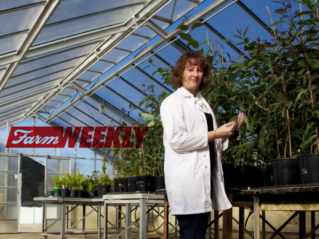 Micro-organisms to increase horticulture yield