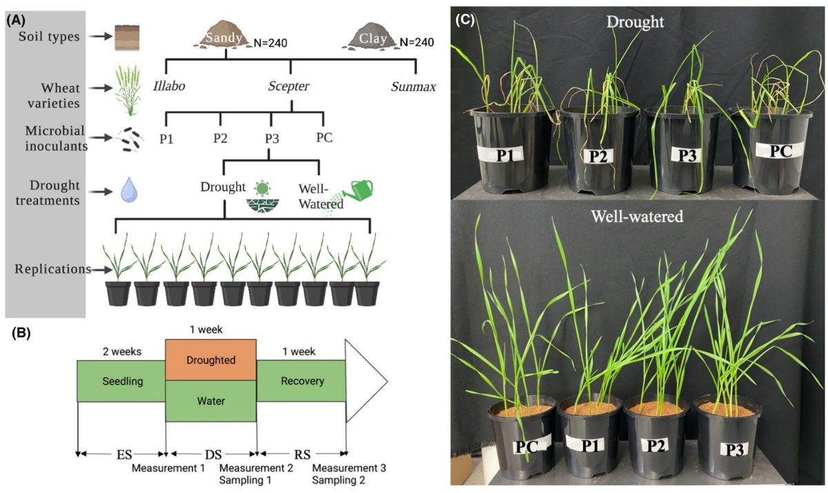 Microbial inoculants with higher capacity to colonise soils improved wheat drought tolerance
