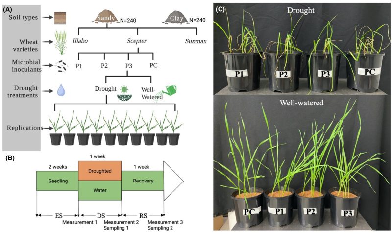 Microbial inoculants with higher capacity to colonise soils improved wheat drought tolerance