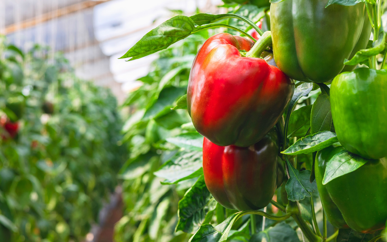 Characterisation of capsaicinoids from capsicums, chillies and greenhouse horticultural waste of these crops