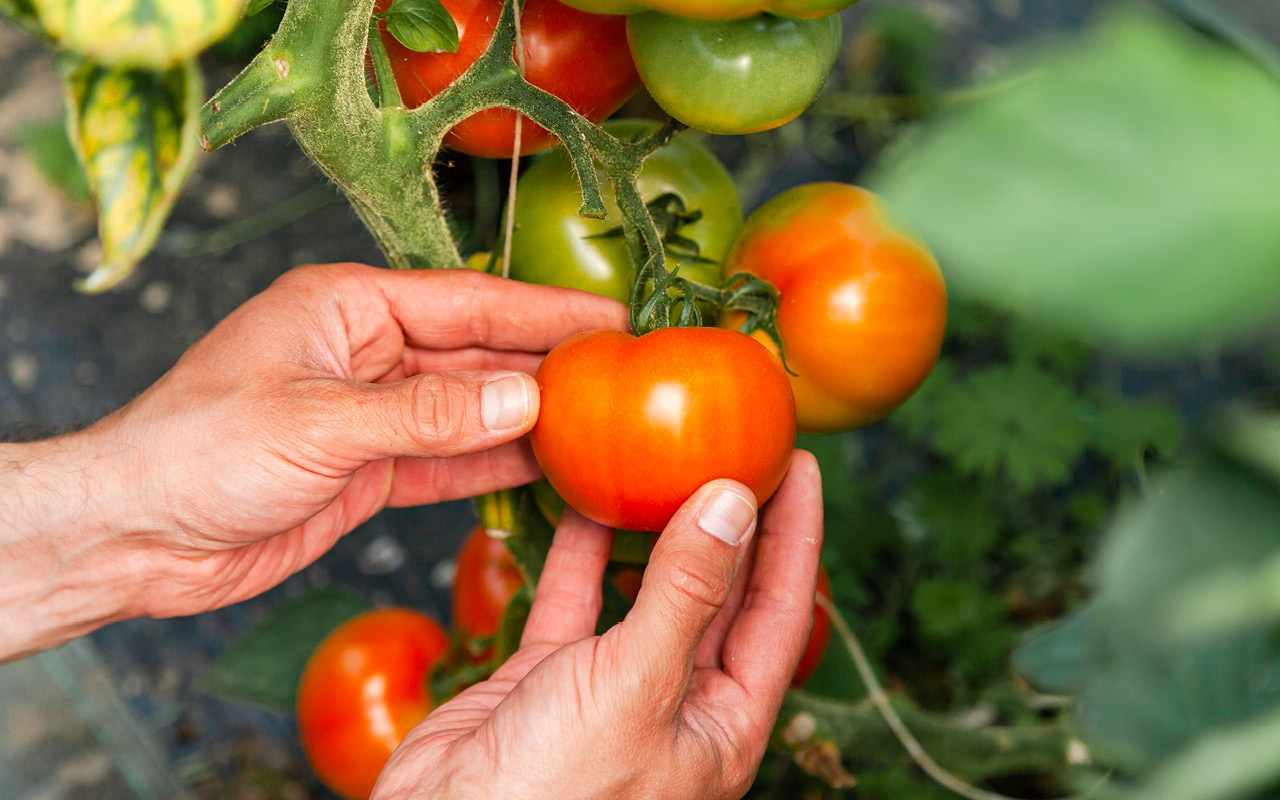 Potential management of Fusarium wilt in tomatoes using the crop microbiome