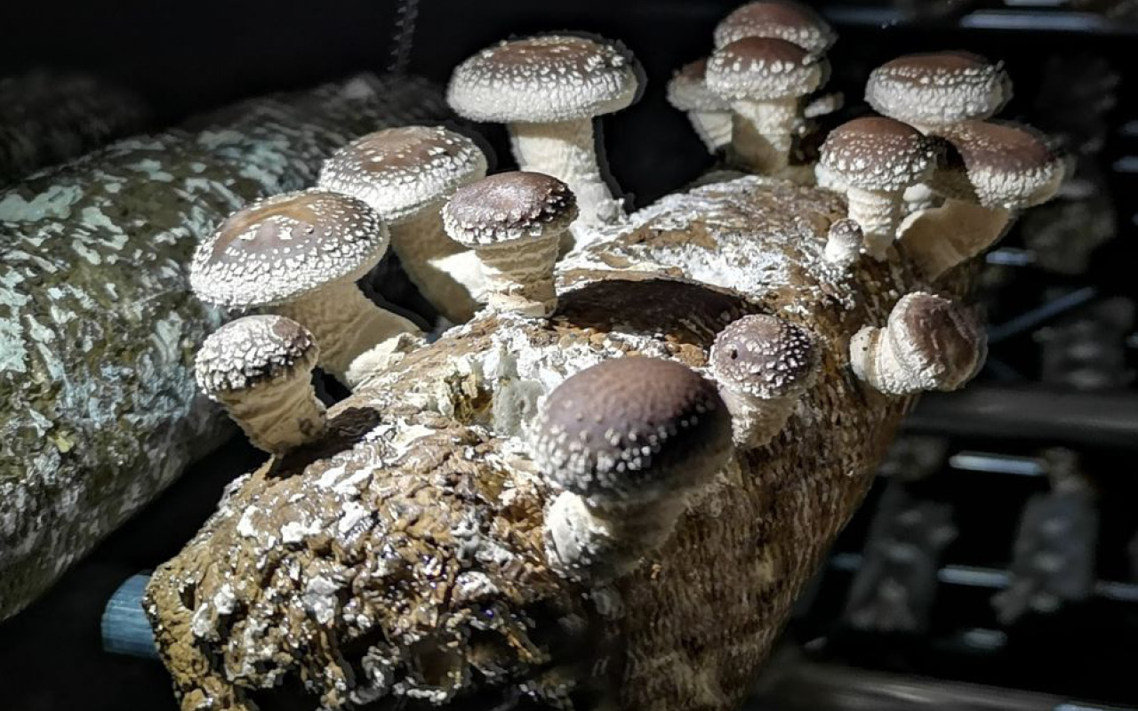 Utilising Advanced Manufacturing to expand the Australian Exotic mushroom industry