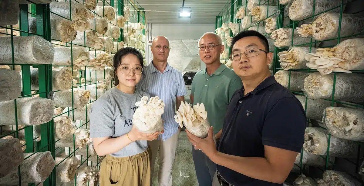 Australian CEA mushroom production technology gets $2.1M research boost