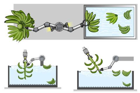 Robotic arm under development to automate banana de-handing