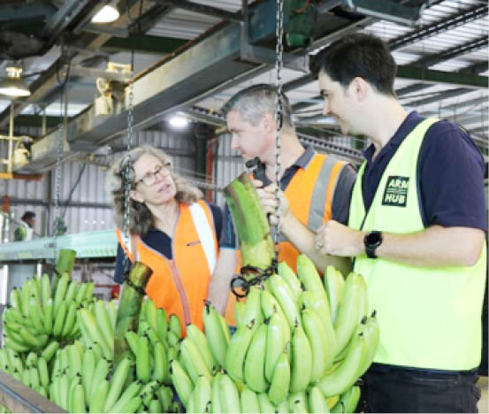 Banana industry turns to robots and AI for ‘dangerous’ packing-shed task of cutting fruit from stem