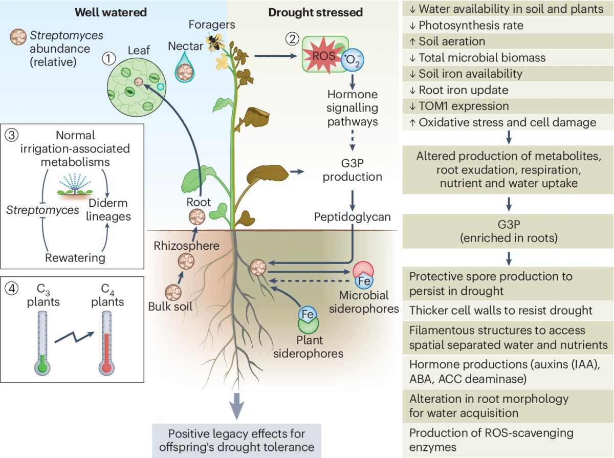 Harnessing co-evolutionary interactions between plant and Streptomyces for combatting drought stress