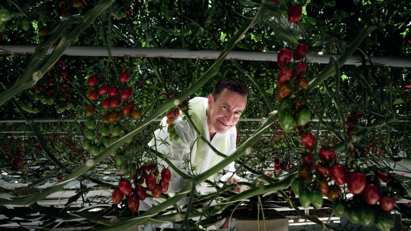 Unlocking the dynamics of root microbiome in hydroponically grown tomatoes