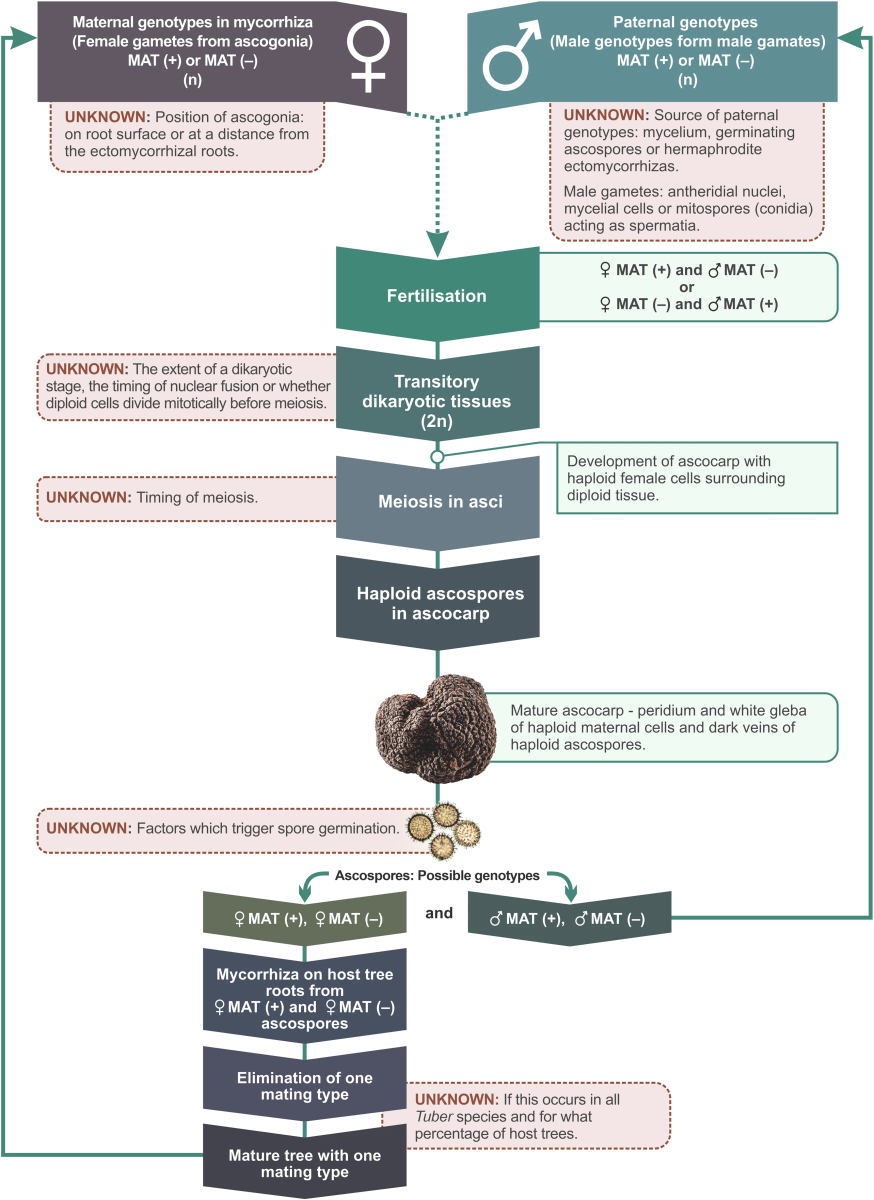 Advances in molecular genetics have increased knowledge of Tuber species’ life cycle and population genetic structure, indicating ways to improve yield