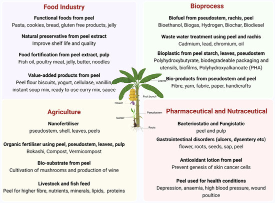 Banana Peels: A Genuine Waste or a Wonderful Opportunity?