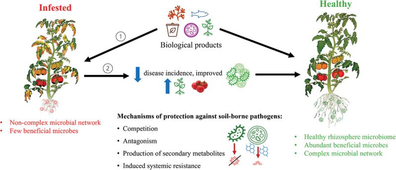 The rhizosphere microbiome can sustainably protect field-grown tomato crops against soil-borne pathogens and plant parasitic nematodes