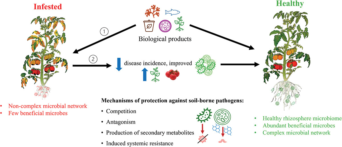 The rhizosphere microbiome can sustainably protect field-grown tomato crops against soil-borne pathogens and plant parasitic nematodes