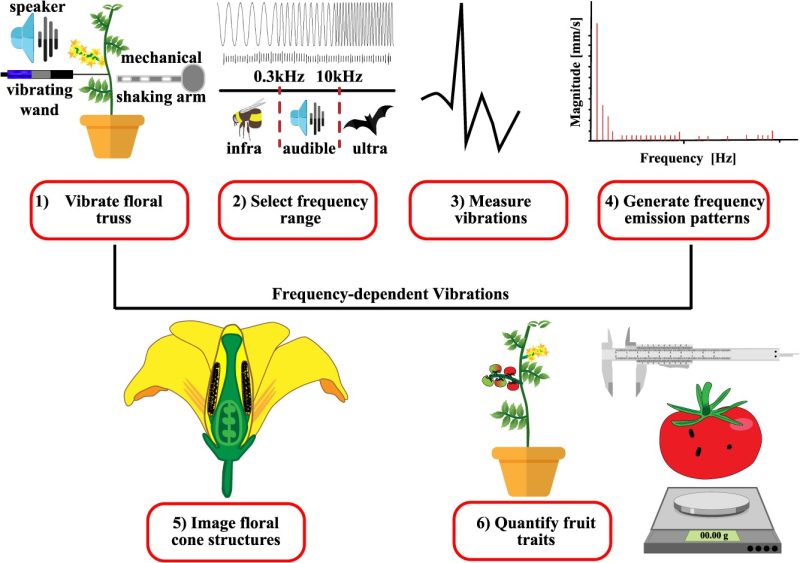 Sonic-induced cellular vibrations unzip intertwined anther cone trichomes to trigger floral self-pollination and boost tomato fruit size