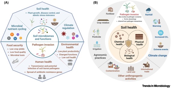 Plant pathogens, microbiomes, and soil health