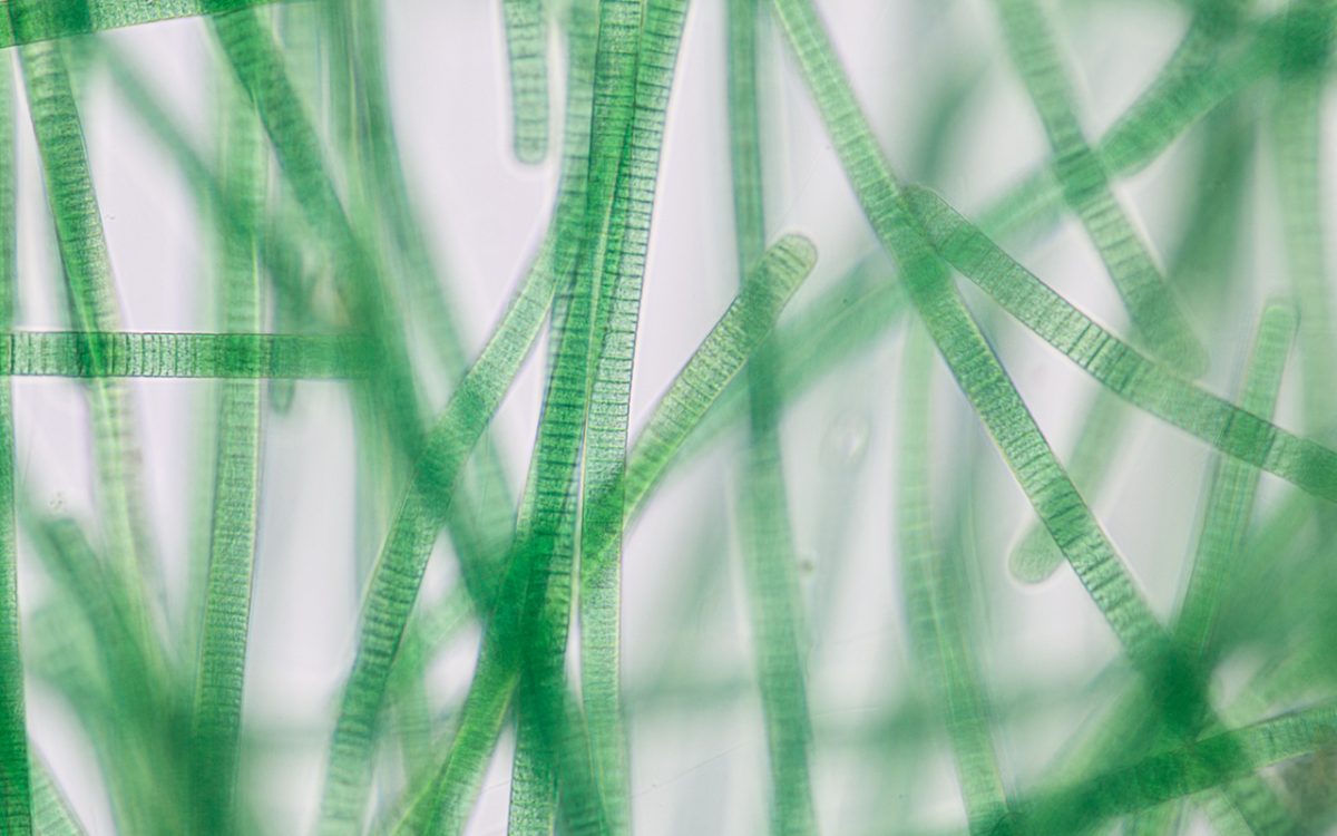 Cultivation of newly isolated cyanobacterium for high-value functional food and sustainable food packaging materials