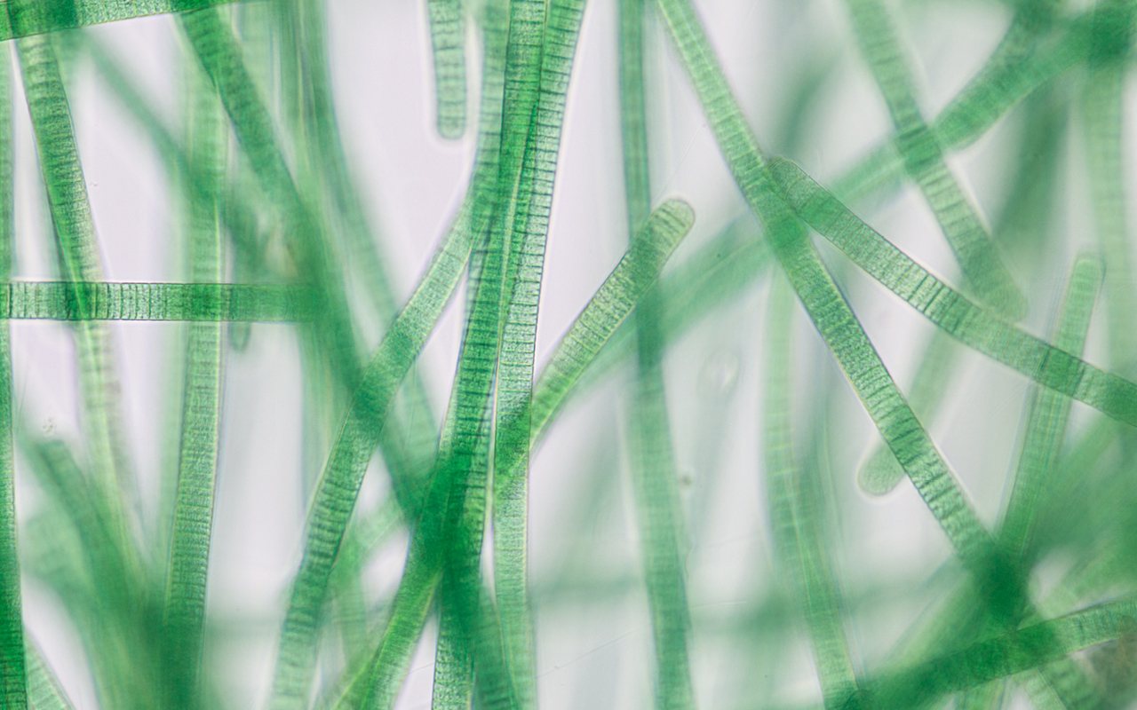 Cultivation of newly isolated cyanobacterium for high-value functional food and sustainable food packaging materials