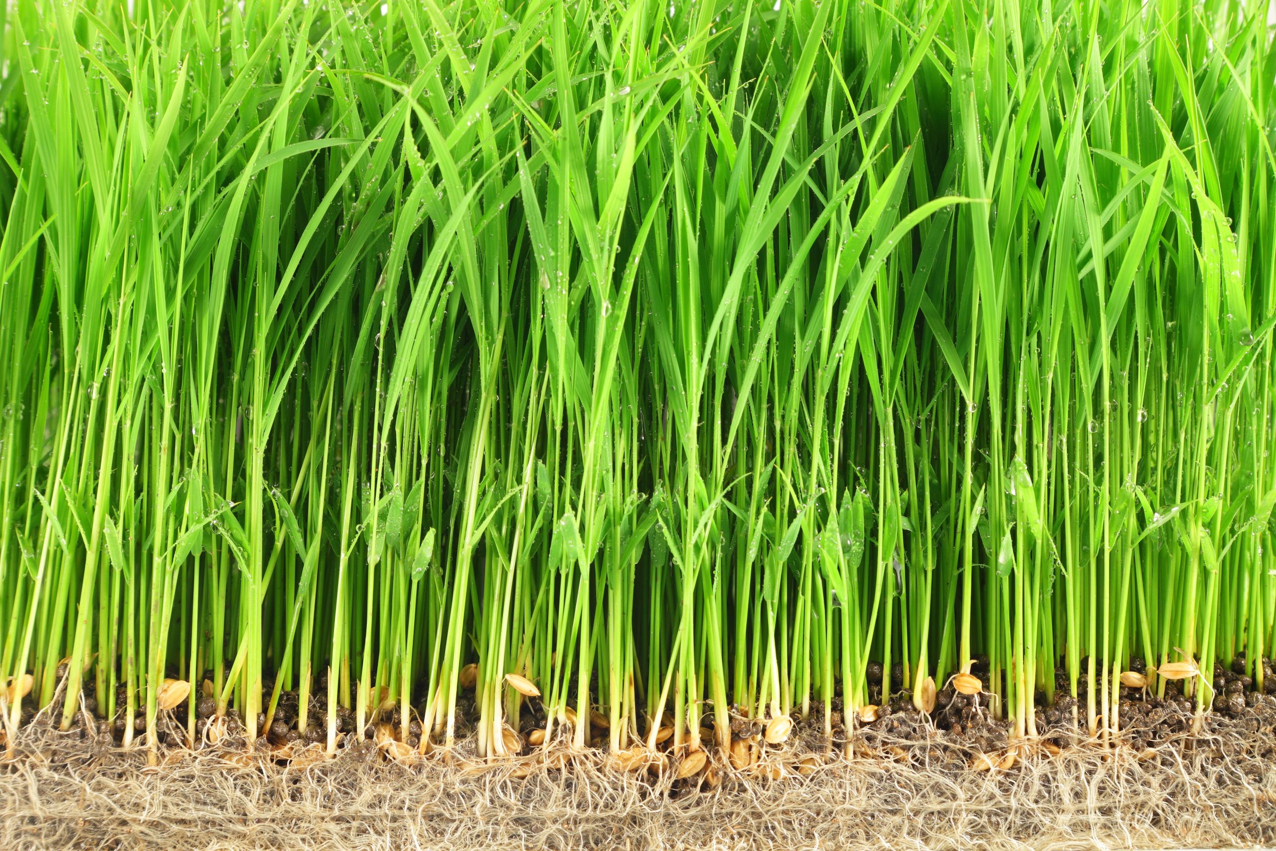 Nutrient-driven acclimation to heat stress in rice