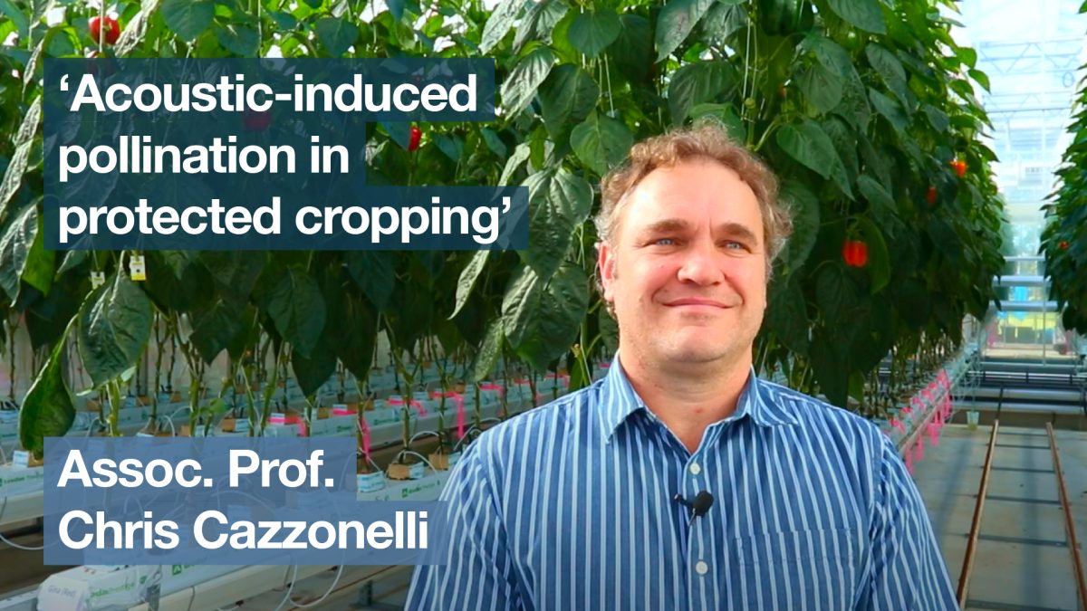 'Acoustic-induced pollination in protected cropping' with Assoc. Prof. Chris Cazzonelli