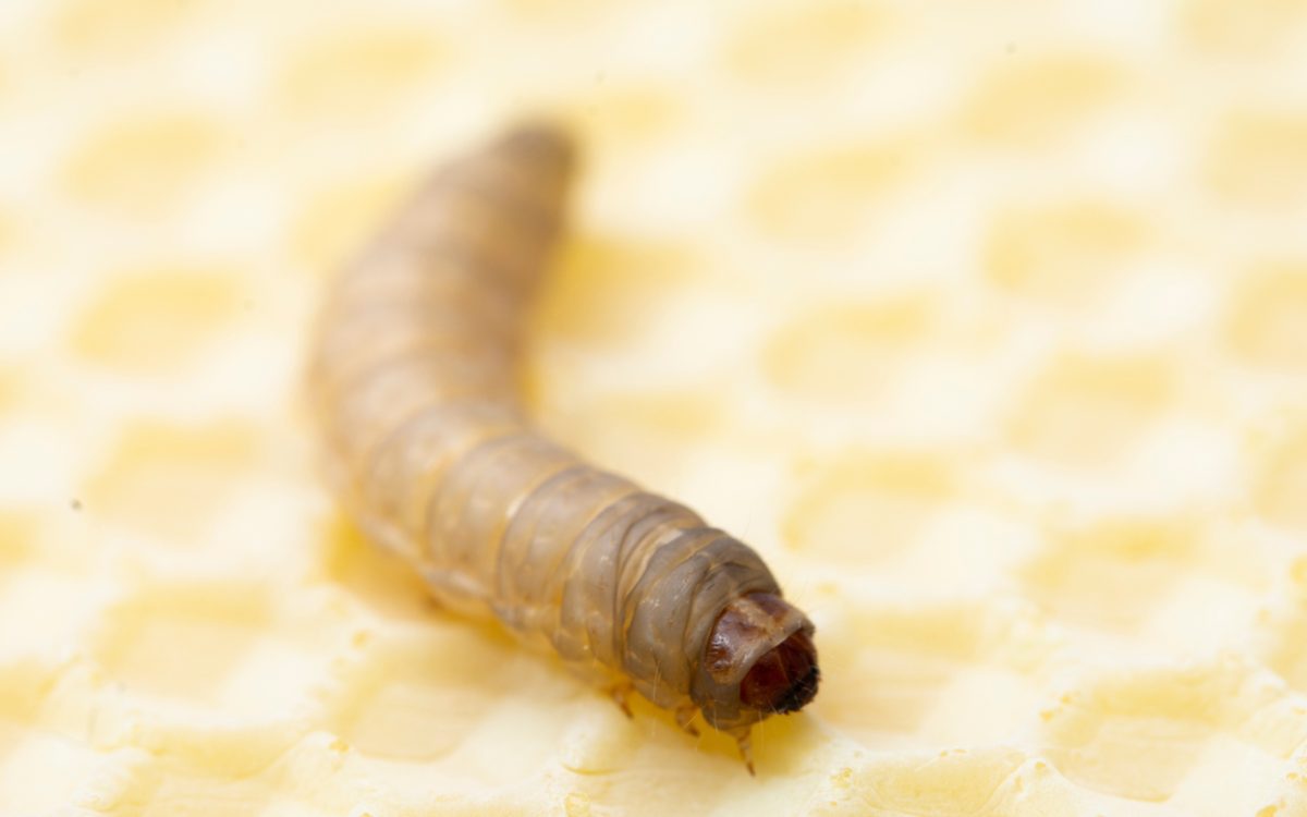 Utilising insects to convert plastic waste into sustainable food and feed sources
