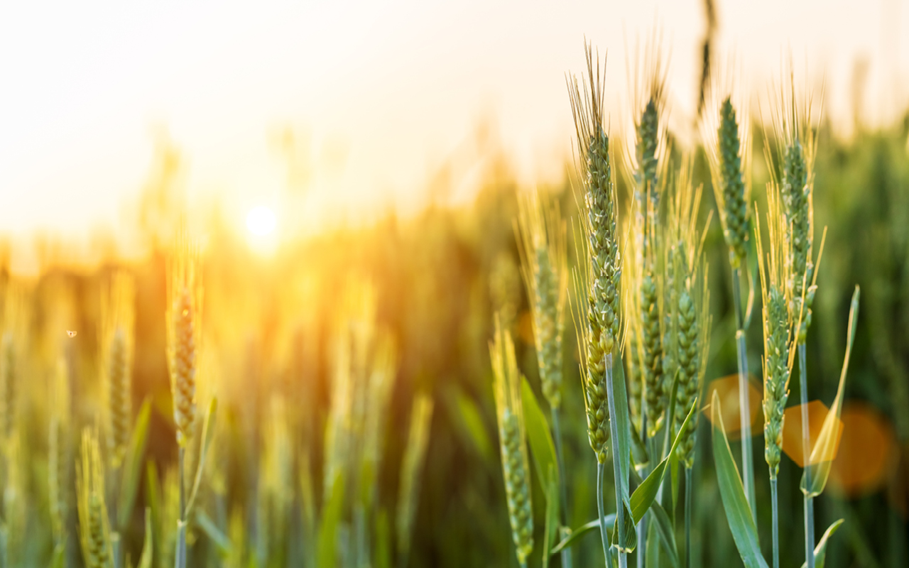 Evaluating the heat response of the wheat lipidome