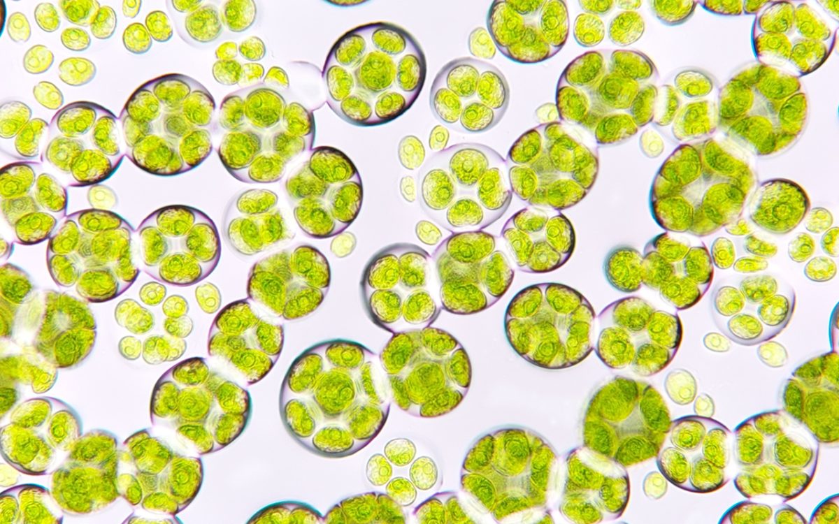Innovative microalgal bioplastics and protein recovery: paving the way for sustainable solutions