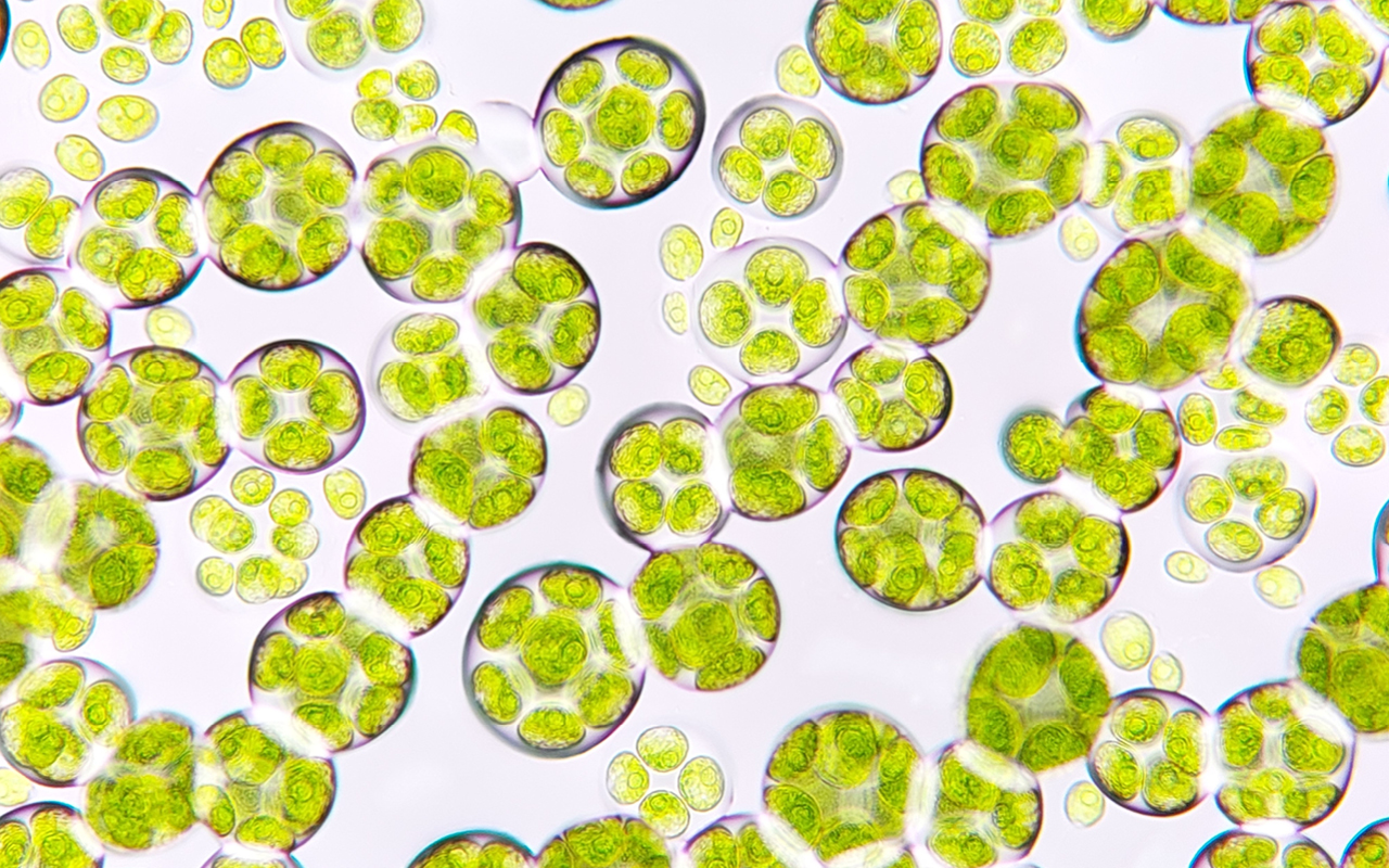 Innovative microalgal bioplastics and protein recovery: paving the way for sustainable solutions