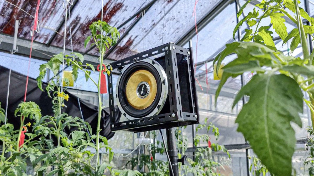 Sound science to boost tomato pollination and fruit production