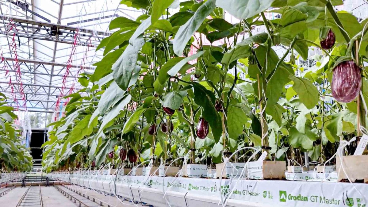 Optimising fertigation efficiency for sustainable crop production